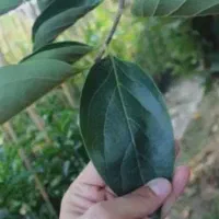 توزیع نهال خرمالو، انار ،انجیر در نهالستان غرب|خدمات باغبانی و درختکاری|اطاقور, |دیوار