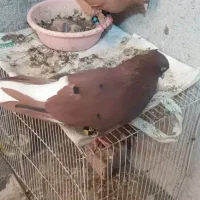 کفتر دم سفید رنگه