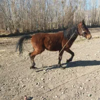 اسب مادیان|اسب و تجهیزات اسب‌سواری|الشتر, |دیوار