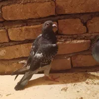 کبوتر پولکی|پرنده|زاوه, |دیوار