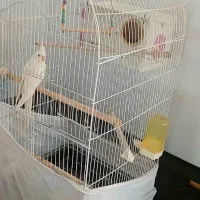 عروس هلندی نروماده همراه با جوجه
