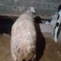 قوچ می رازی جوان|حیوانات مزرعه|هرسین, |دیوار