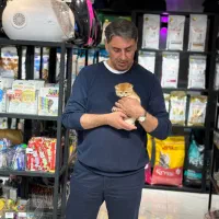 گربه بریتیش|گربه|تهران, آسمان|دیوار