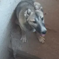 سگ سرابی|سگ|مشهد, همت آباد|دیوار