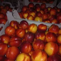 شلیل صادراتی