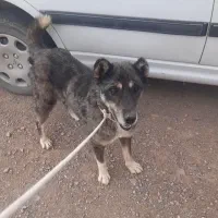 سگ افغان یک میلیون در روستایی سعدی کرمان