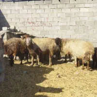 میش آبستن  بره شیری رگا شده   مرغ و خروس برهما|حیوانات مزرعه|سبزوار, صالح آباد|دیوار