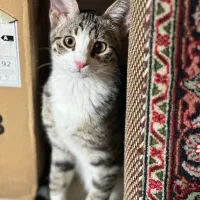 گمشده ، گربه نر ۷ ماهه اسم میشا|حیوانات|مرند, |دیوار