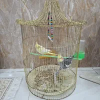 یک جفت عروس هلندی