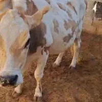 گاو با گوساله 9ماه|حیوانات مزرعه|بستک, |دیوار