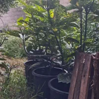 درختچه اکوبا|گل و گیاه طبیعی|رودسر, |دیوار