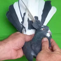 کفتر ۹تا فقط یکجا