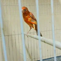 قناری جیبوس نرپرتغالی سرخ سهره رنگ همه بخون|پرنده|مشهد, گلشور|دیوار