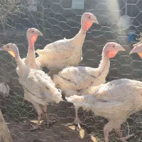 بوقلمون بیوتی نرو ماده سفید