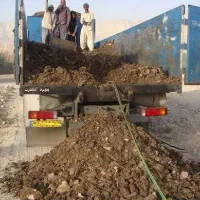 کودمرغی با کیفیت