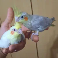 جوجه عروس ،بالغ|پرنده|رشت, نیروی دریایی|دیوار