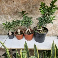 گل و گیاه بونسای