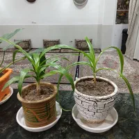 تعدادی گل|گل و گیاه طبیعی|اصفهان, گرکان|دیوار