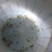 گوپی بیگ ایر رد موزاییک|ماهی|تبریز, |دیوار