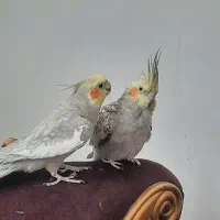 عروس هلندی جفت سخنگو ودستی