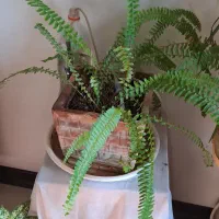 گلهای اپارتمانی|گل و گیاه طبیعی|یزد, |دیوار