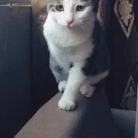 واگذاری گربه