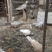 کفتر
