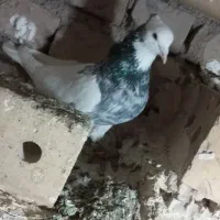 طوقی هفت رنگ اس ب ضمانت