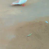 سینه زرد ماده