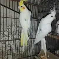 عروس هلندی تک خال|پرنده|چابهار, |دیوار