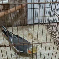 عروس هلندی کار داده|پرنده|میبد, |دیوار