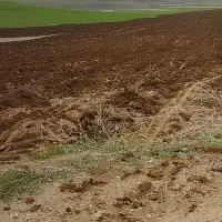 زمین دیم روستای کومایین|فروش زمین و ملک کلنگی|موچش, |دیوار