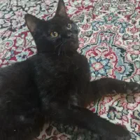 گربه خانگی گمشده، کمک کنید پیدا بشه|حیوانات|کرمان, |دیوار