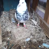 طوق زرین نر.طوق قهوه ای خال دار نر.شازده هفترنگ نر|پرنده|شوشتر, |دیوار