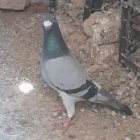 المانی پلاکی