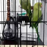 ملنگو واسکندر