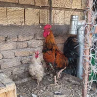 دوعددمرغ وخروس محلی