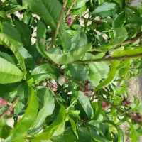 باغ چهاردیواری فروشی فوری شرایطی اقساطی|فروش خانه و ویلا|پیشوا, |دیوار