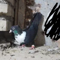 ماده نواری طوق سفید
