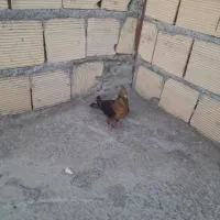 کفتر سرحال