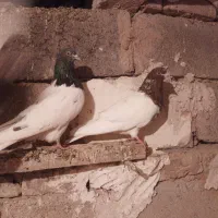 تعداد ۳۰ عدد کبوتر کله ای|پرنده|لیلان, |دیوار