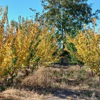 باغ هزار متری در روستای بنگی با یک ساعت آب ملکیتی