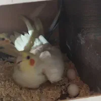 جفت عروس هلندی