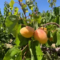 فروش استثنایی باغ