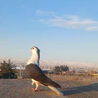 کبوتر ساده کاکلی، شازده|پرنده|مشهد, خین عرب|دیوار