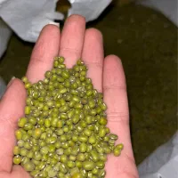 ماش محلی کوار  شیراز