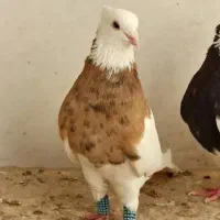 کبوتر گمشده