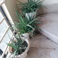 گل طبیعی برگ بیدی الورا گندمی کاکتوس از۴۰ت|گل و گیاه طبیعی|تهران, خرمشهر|دیوار