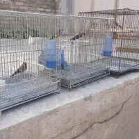 سهره وقناری|پرنده|کرمانشاه, |دیوار