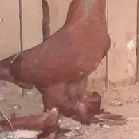 کفترراعبی|پرنده|قم, کاسه گران|دیوار